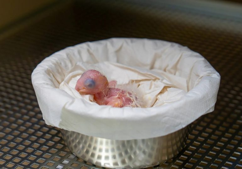 Shock as world’s rarest parrot declared EXTINCT is hatched at zoo in major breakthrough