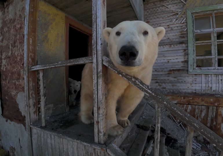 Pack of POLAR BEARS overruns abandoned Soviet-era research station as incredible drone vid shows beasts enjoy new home