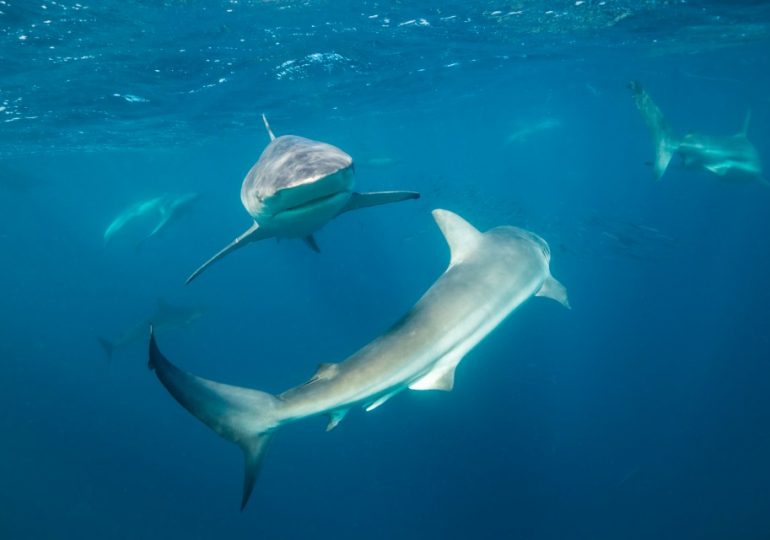 Surfer bitten TWICE by shark as it was chasing a seal off Australian coast before driving himself to hospital