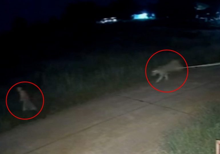 Terrifying moment escaped pet lion chases down boy, 11, before mauling him after escaping from owner’s cage