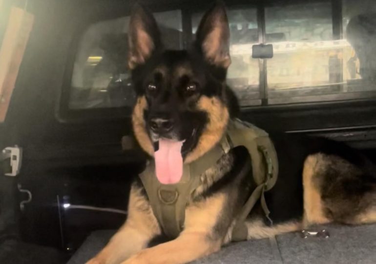 Family’s agony as car stolen with dog Arnie trapped in back is found over a week later with beloved pet dead inside