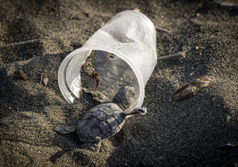 This Small Amount of Plastic Is Enough to Kill a Sea Turtle