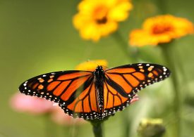 What the Trump Administration’s Plan to Weaken Endangered Species Protections Could Mean