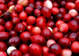 What Climate Change Means For Your Thanksgiving Dinner