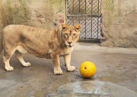 Adorable footage shows Lion dubbed ‘Corgi’ due to its short legs playing with ball inside Chinese zoo