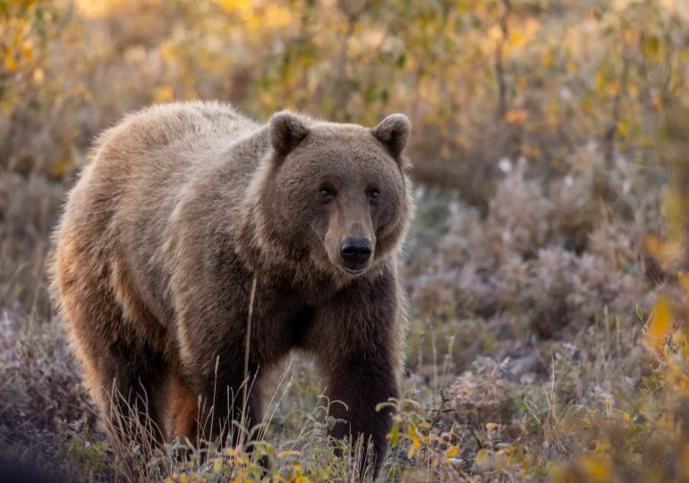 Horror as grizzly bear ATTACKS children on school trip leaving at least 11 kids and teachers injured