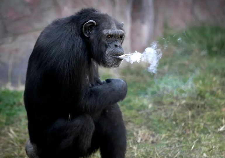 Heartbreaking story of Azalea the chain-smoking chimp who puffed 40-a-DAY before kicking habit