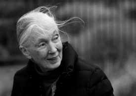 Jane Goodall Honored at Her Funeral as a Visionary Scientist and a Voice of Hope for the Planet