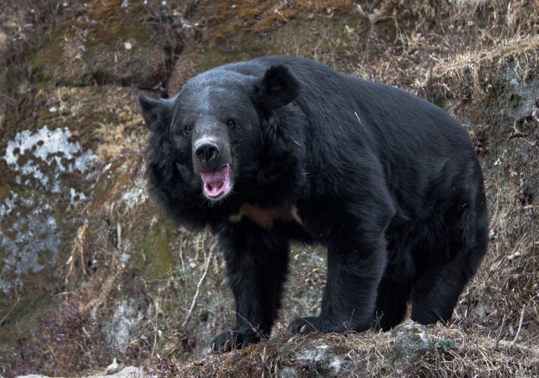 Military deployed to battle bloodthirsty BEARS after spate of deadly maulings – as mushroom-picker becomes latest victim