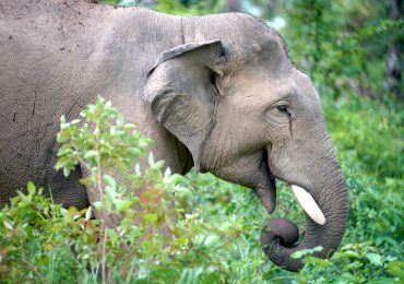 Girl, 8, trampled to death by wild elephant as herd of beasts charge at youngster’s family while fleeing their home