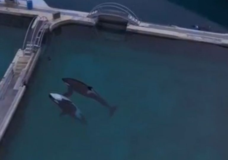 Tragic moment two orcas appear dead in abandoned marine park – but when they spot drone it’s even more heartbreaking