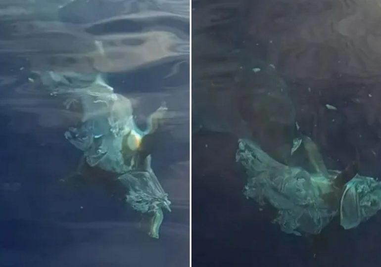 Terrifying moment great white shark brutally savages its prey on coast of Brit tourist hotspot leaving onlookers stunned