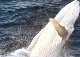 Incredible moment all-white albino humpback whale bursts from water in ultra rare drone sighting of real-life Moby Dick