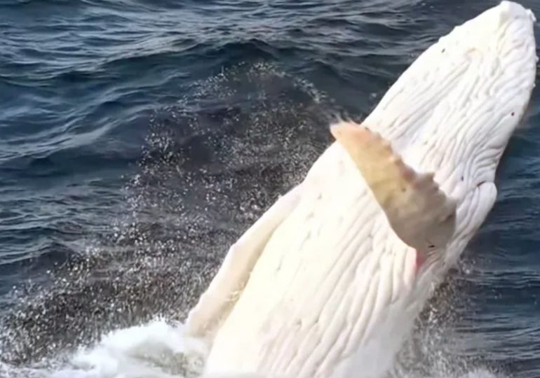 Incredible moment all-white albino humpback whale bursts from water in ultra rare drone sighting of real-life Moby Dick
