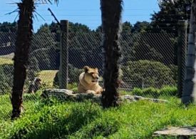 Zoo threatens to kill 5 lions more after ALREADY putting 2 down unless the park is saved & the deadline has passed
