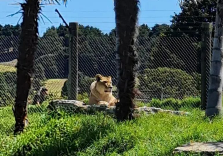 Zoo threatens to kill 5 lions more after ALREADY putting 2 down unless the park is saved & the deadline has passed