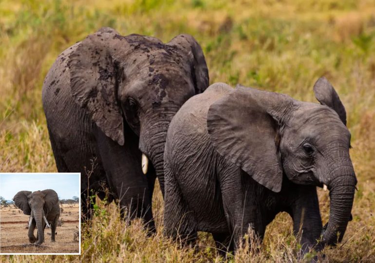 Logger, 43, trampled to death by wild elephants was injured in first attack then killed by returning herd