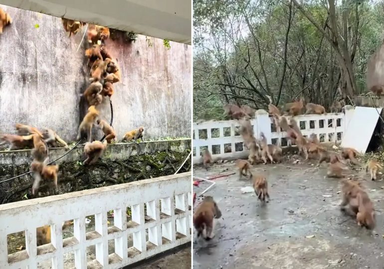 Shocking moment screeching army of nearly 100 monkeys pours down mountain