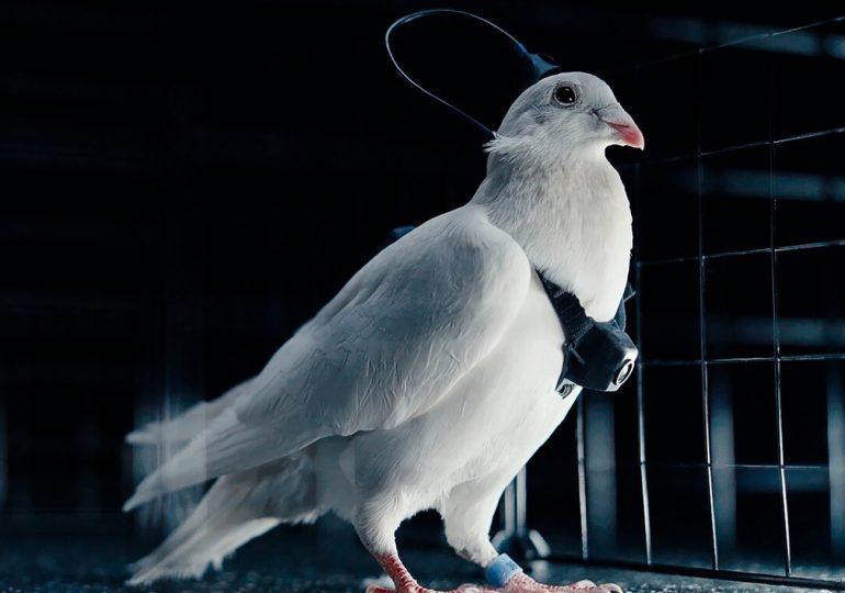 Putin’s scientists launch chilling squadron of remote controlled spy pigeons fitted with brain implants