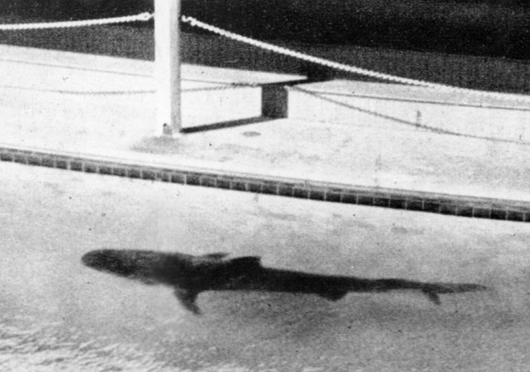 How vicious shark vomited up chopped off human ARM in front of horrified aquarium crowd sparking gangland murder mystery