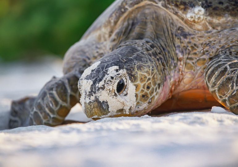 Seven Good News Stories You Missed This Year