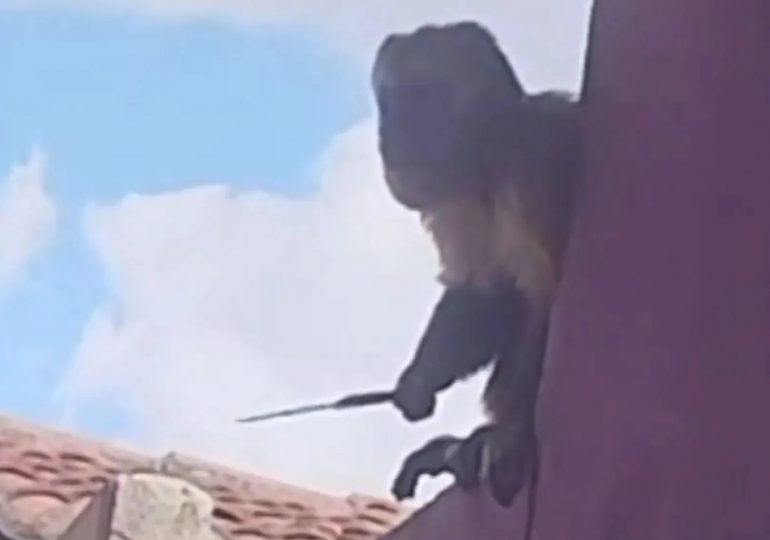Horror moment burglar monkey brandishes a KNIFE after swiping a coffee pot in latest home raid amid reign of terror