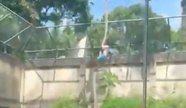 Teen killed by lion after jumping into cage at zoo & being left stuck up tree in ‘tragic bid to become a big cat tamer’