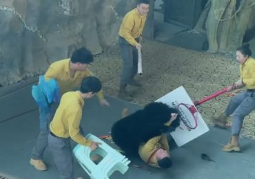 Shocking moment bear ATTACKS zoo worker after being sent into frenzy by smell of treats as staff try to fight beast off