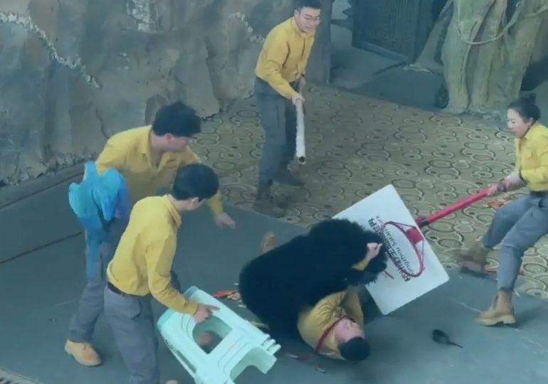 Shocking moment bear ATTACKS zoo worker after being sent into frenzy by smell of treats as staff try to fight beast off