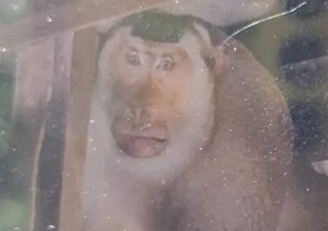 Pensioner bitten to death by wild monkey after trying to fight off crazed macaque when it broke into his home