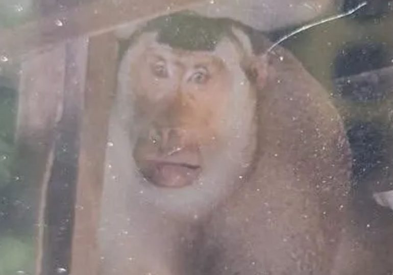 Pensioner bitten to death by wild monkey after trying to fight off crazed macaque when it broke into his home