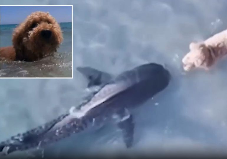 Terrifying moment curious pet dog comes nose-to-nose with deadly SHARK at popular beach during walk