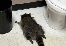 Drunk raccoon caught passed out in liquor store behind other ‘break-ins’ as ‘serial offender’ suspected of crime spree