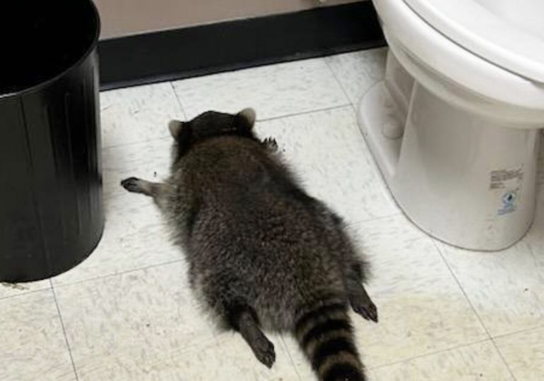 Drunk raccoon caught passed out in liquor store behind other ‘break-ins’ as ‘serial offender’ suspected of crime spree