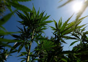 Trump Signs Order to Loosen Restrictions on Marijuana: What to Know