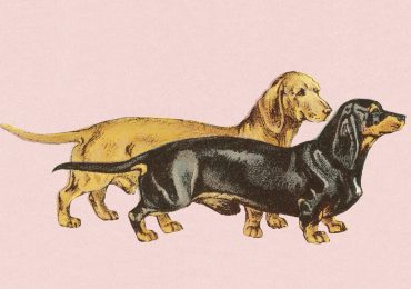 My Purebred Dachshund Is My White Privilege