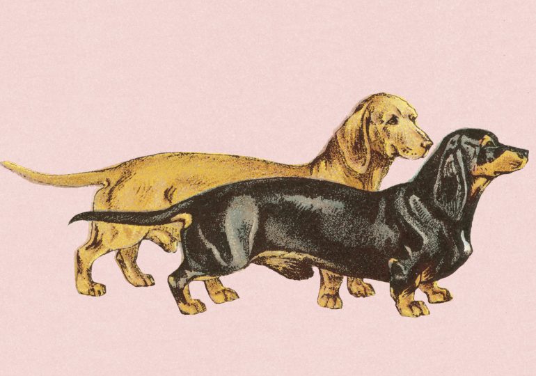 My Purebred Dachshund Is My White Privilege