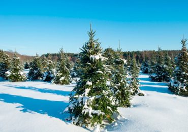 What Climate Change Means for White Christmases