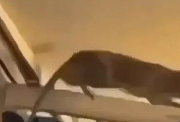 Horror moment huge RAT scuttles through packed cabin on holiday flight terrifying passengers & sparking travel chaos