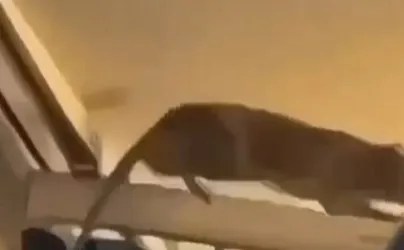 Horror moment huge RAT scuttles through packed cabin on holiday flight terrifying passengers & sparking travel chaos
