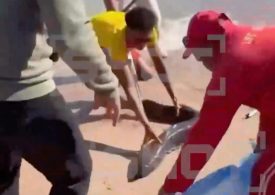 Tourist hospitalised after being attacked by huge EEL on Brit holiday beach… as vid shows lifeguard grappling with beast