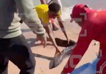 Tourist hospitalised after being attacked by huge EEL on Brit holiday beach… as vid shows lifeguard grappling with beast