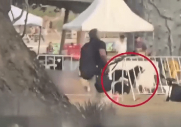 Heartbreaking moment loyal dog stands over owner’s dead body after Bondi terror attack