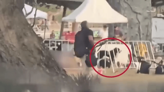 Heartbreaking moment loyal dog stands over owner’s dead body after Bondi terror attack