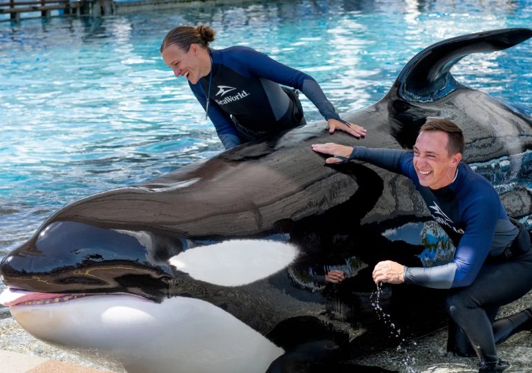 Beloved SeaWorld orca Katina known for sticking tongue out and ‘speed swimming’ dies age 50 in Orlando