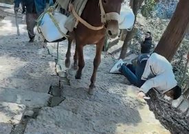 Shock moment clueless tourist staring at his phone is knocked down mountainside by mule carrying cargo up path