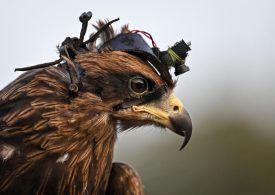 Incredible ‘spy’ eagles being trained to ‘completely destroy’ rogue drones in new war on the machines