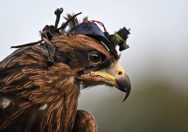 Incredible ‘spy’ eagles being trained to ‘completely destroy’ rogue drones in new war on the machines