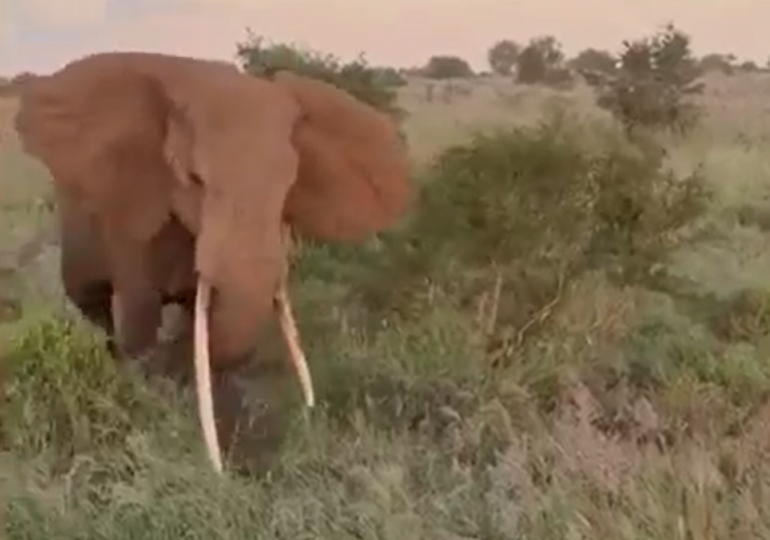 Terrifying moment charging elephant rams into safari jeep as panicked tourists scream