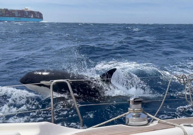 ‘Gladiator’ killer whale gang terrorising boats off Spain ‘speaking their own language that’s never been heard before’